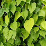 May Flowers Horticulture Installation 42